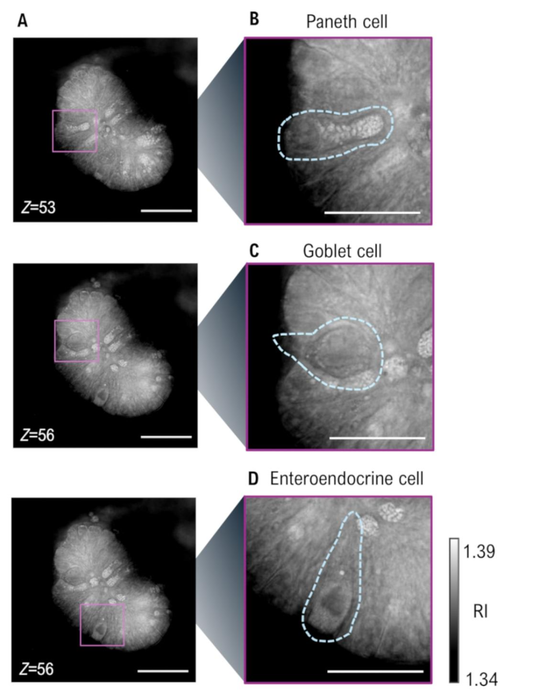 图 2：小肠类器官亚细胞结构可视化