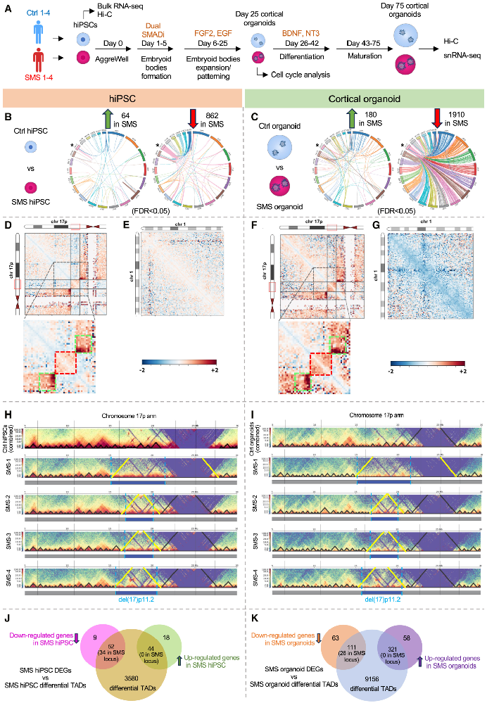 图 1：SMS 的染色质 3D 结构变化