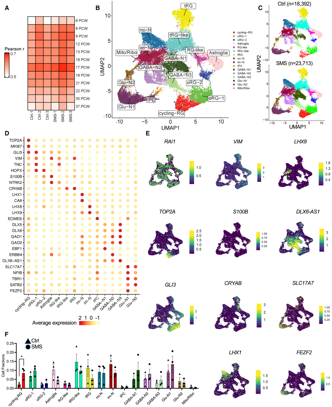 图 2：SMS 类器官的细胞类型与转录特征
