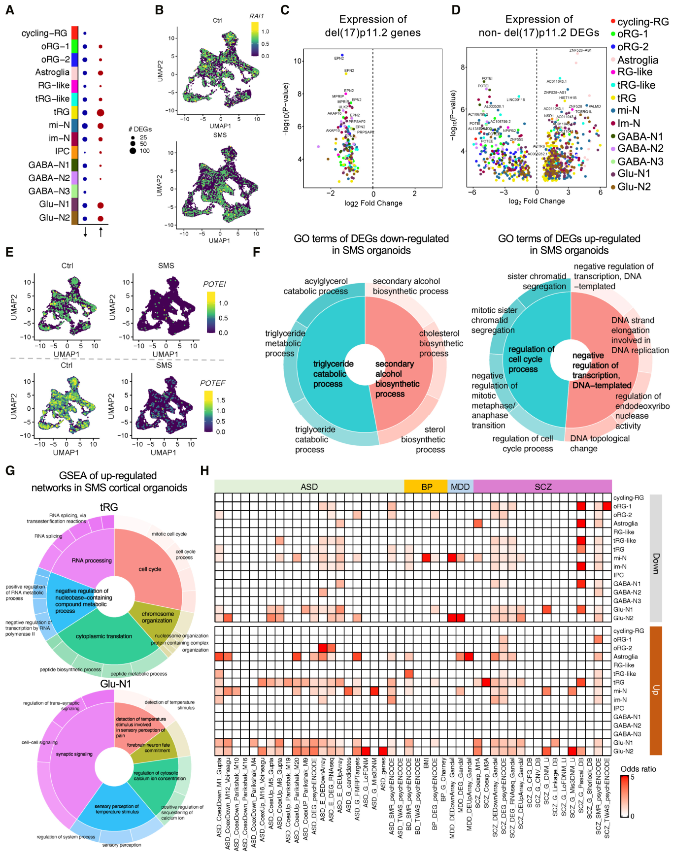 图 3：SMS 类器官的 DEG 与通路富集