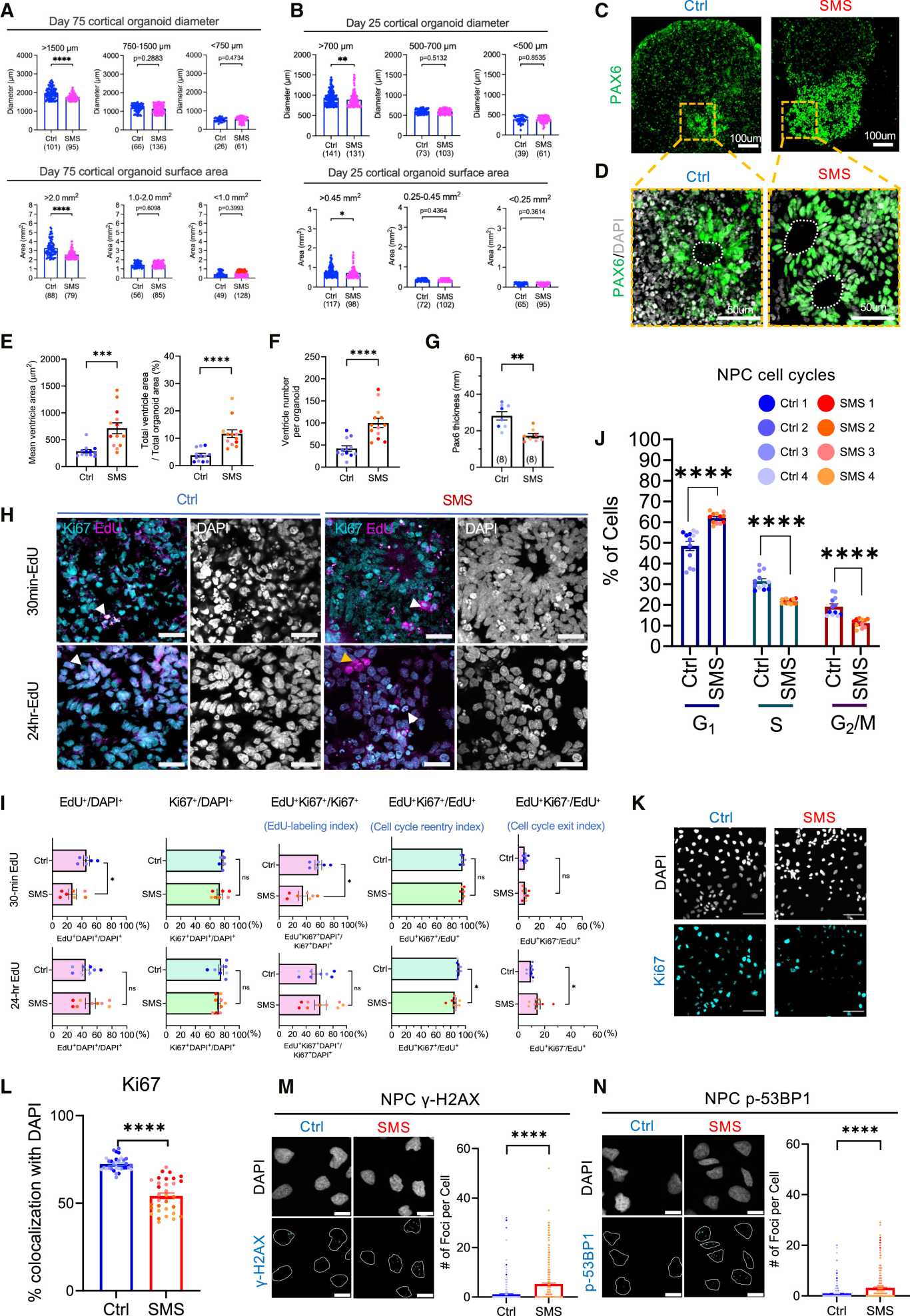 图 4：SMS 类器官的生长与细胞周期缺陷