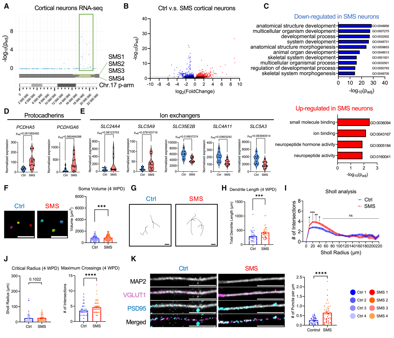 图 5：SMS 神经元的形态异常