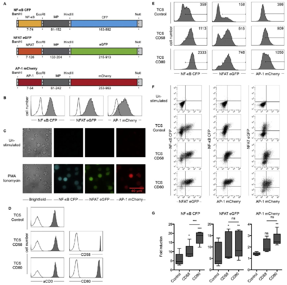 图1：三参数报告细胞系(TPR)的构建与验证