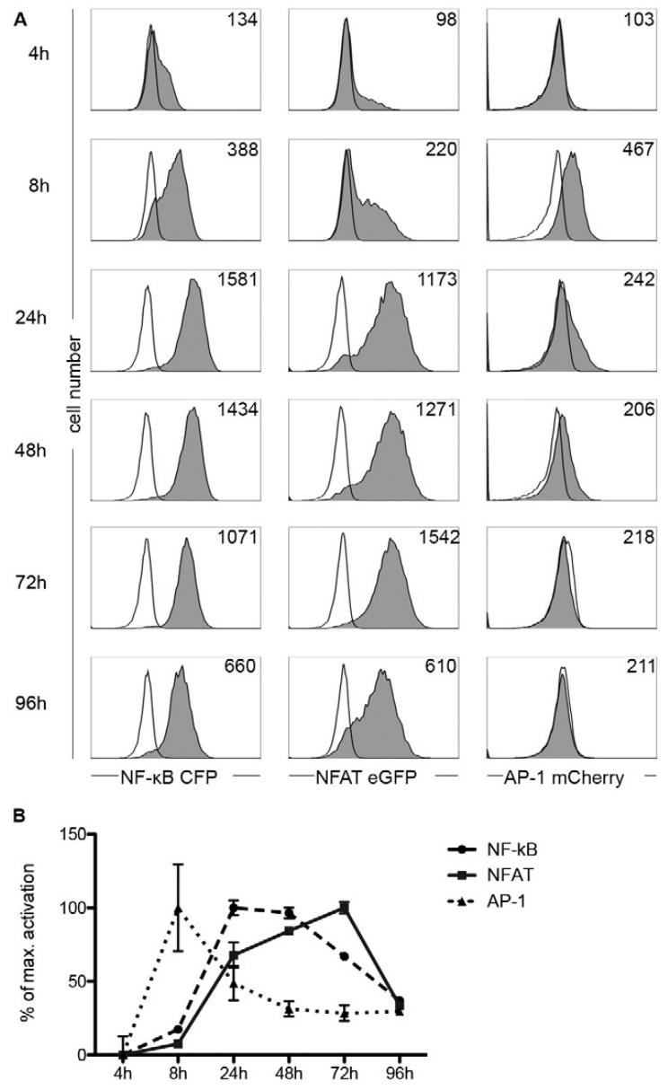 图2：NF-κB、NFAT 和 AP-1 的激活动力学