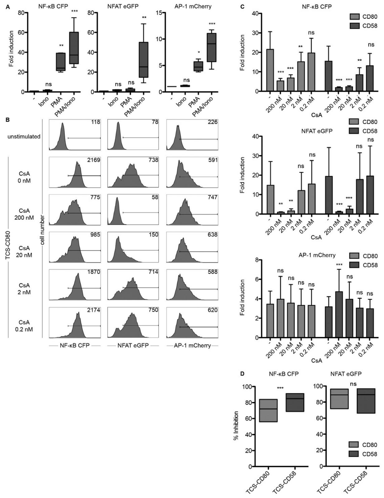 图3：PMA、离子霉素和环孢素 A 对报告系统的影响