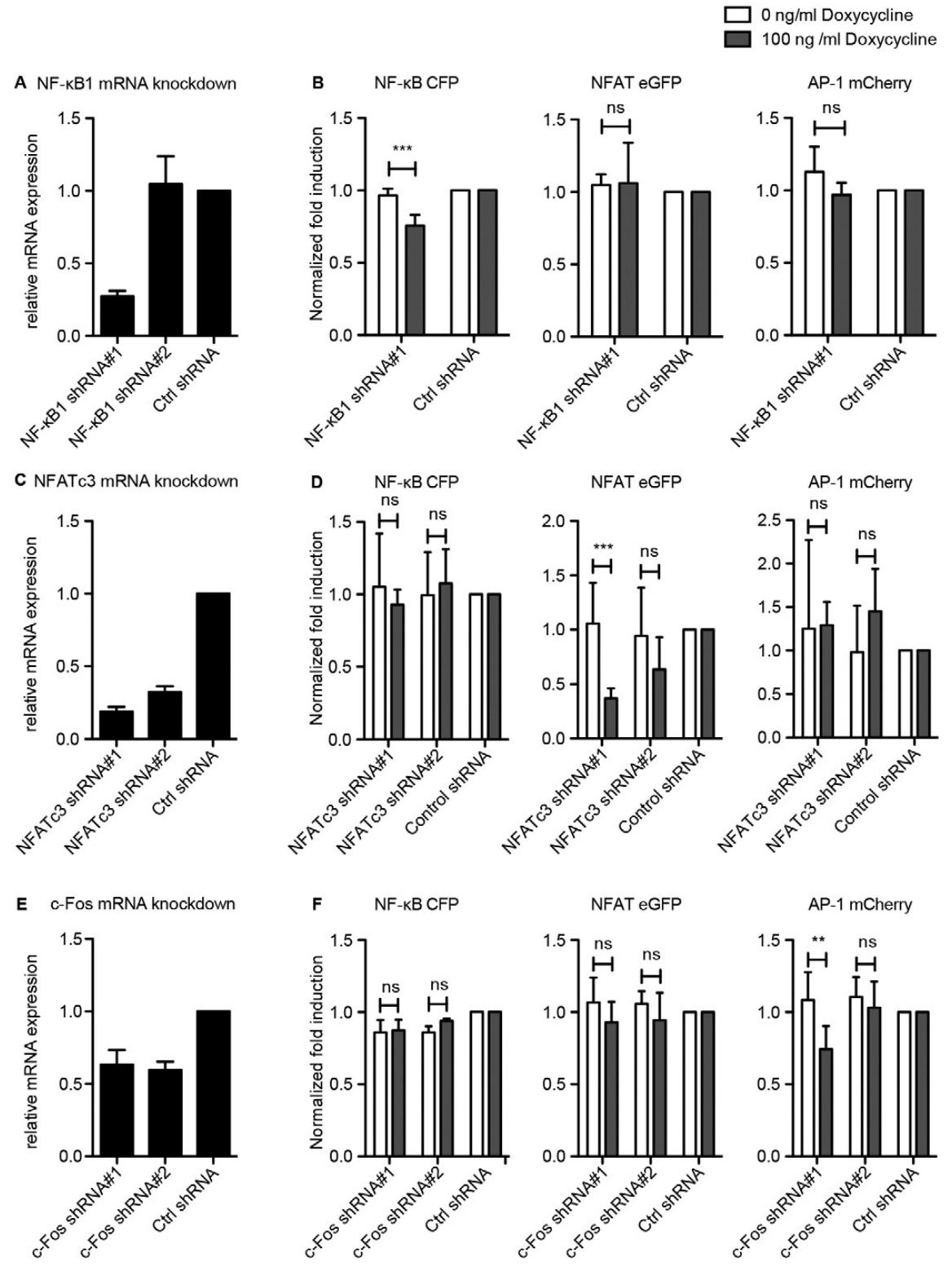 图4：报告系统的特异性验证(shRNA 敲低实验)