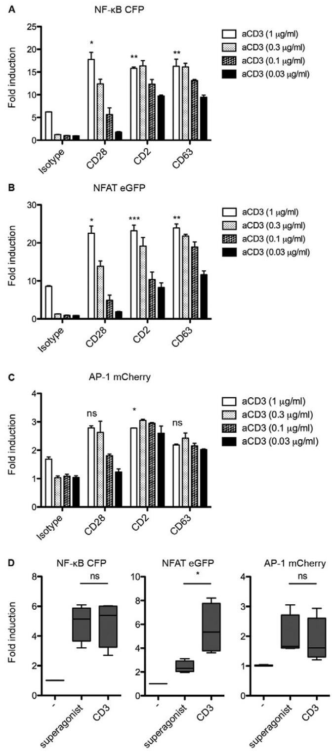 图5：抗体介导的共刺激对转录因子活性的影响
