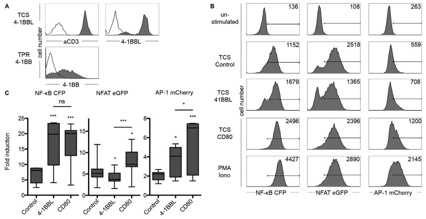 图6：4-1BB 共刺激对转录因子活性的影响
