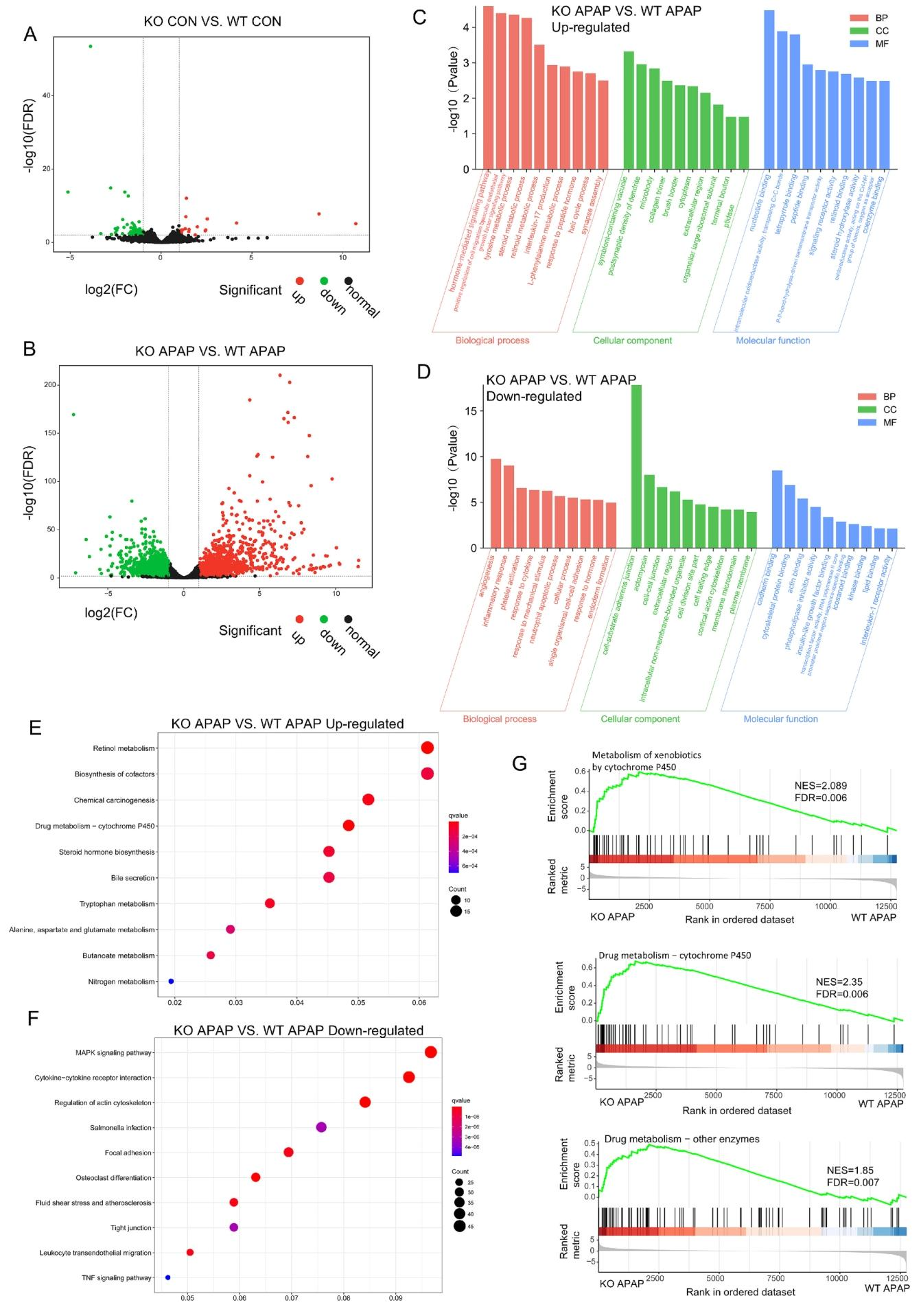 图3：RNA-seq 分析揭示 NTCP KO 小鼠肝组织基因表达差异