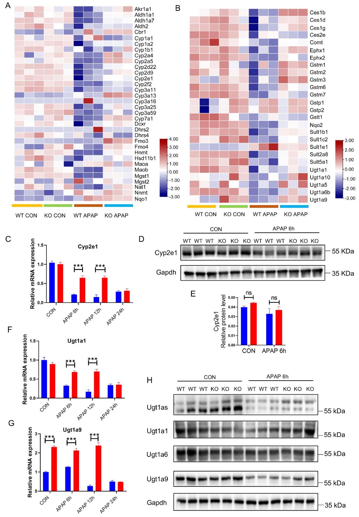 图4：NTCP KO 上调 APAP 代谢相关药物代谢酶表达
