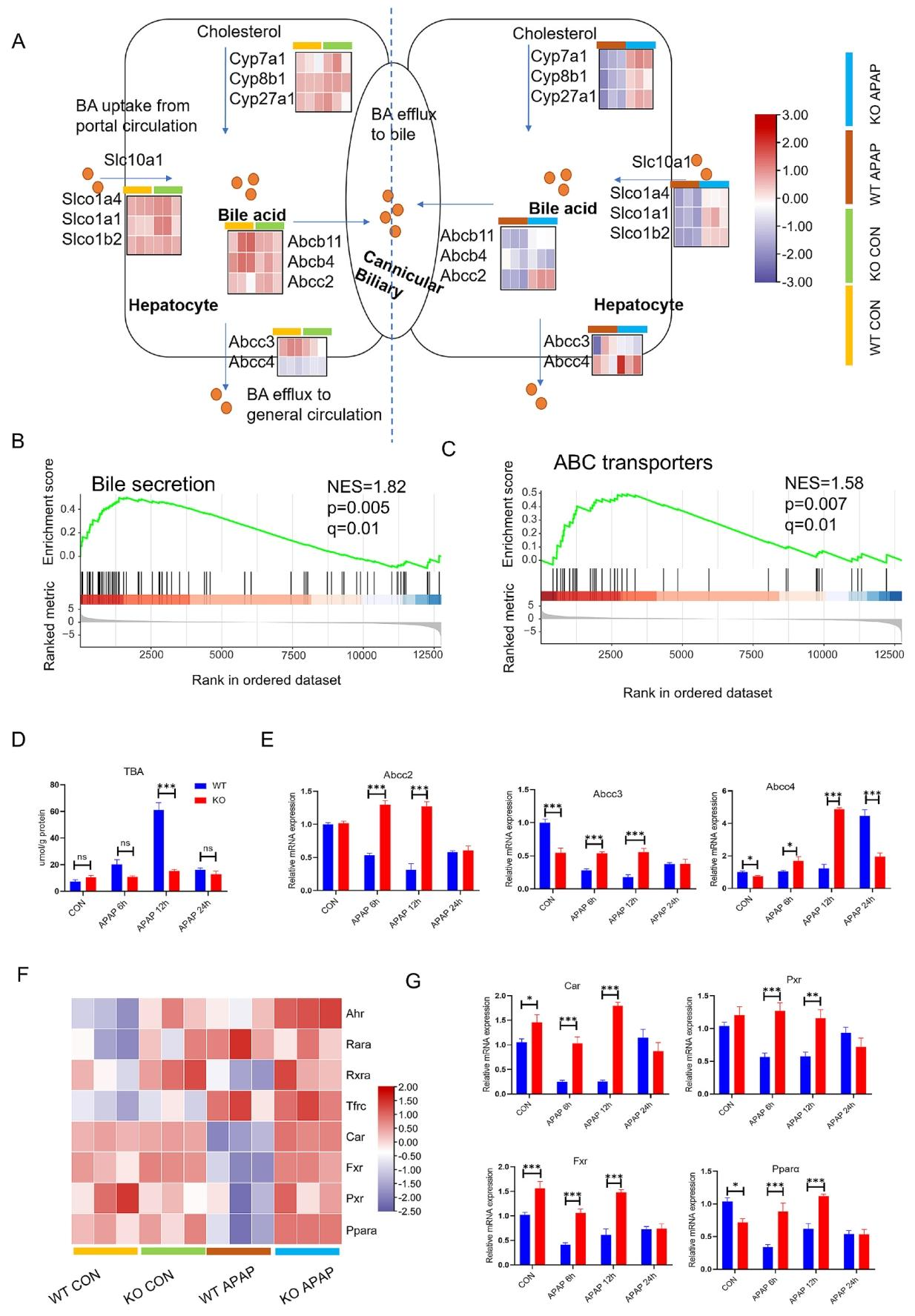 图5：NTCP KO 上调胆汁酸转运体和核受体表达