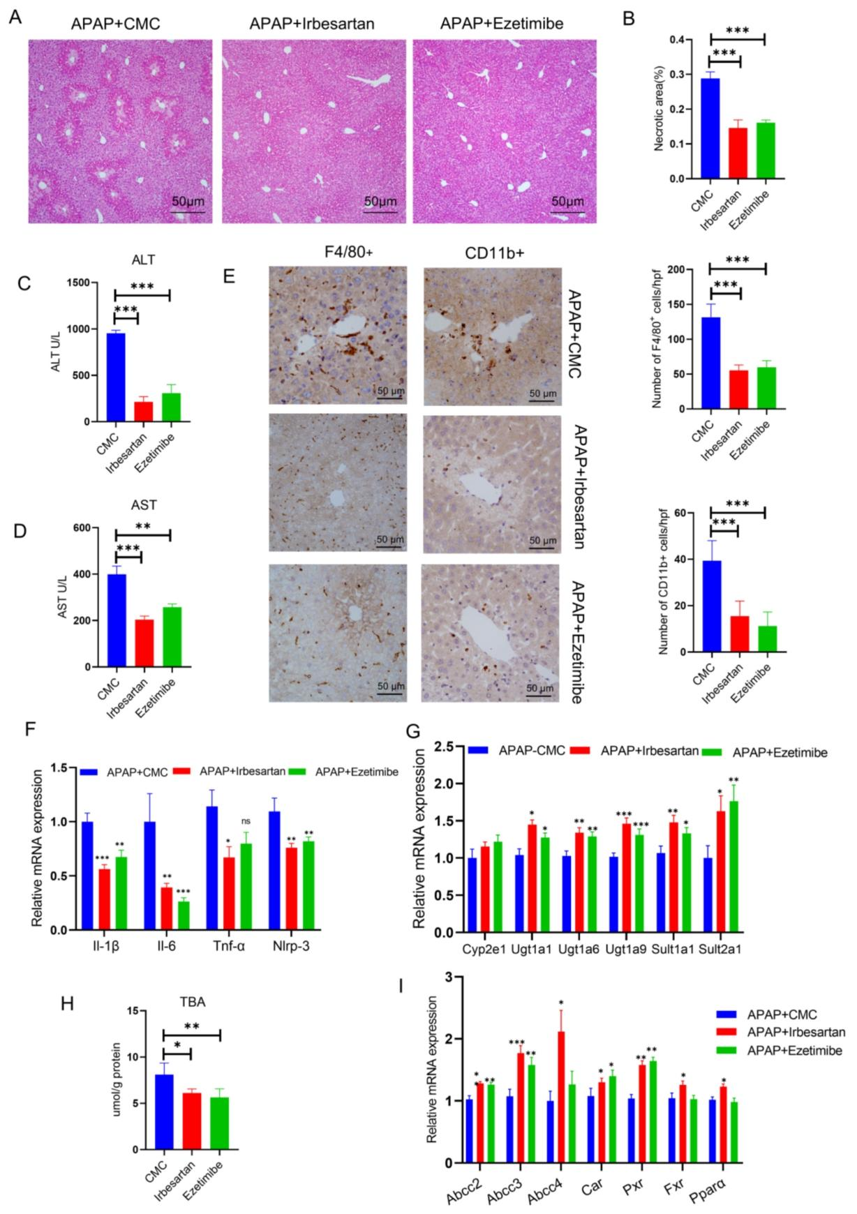 图6：NTCP 抑制剂减轻 APAP 诱导的肝毒性