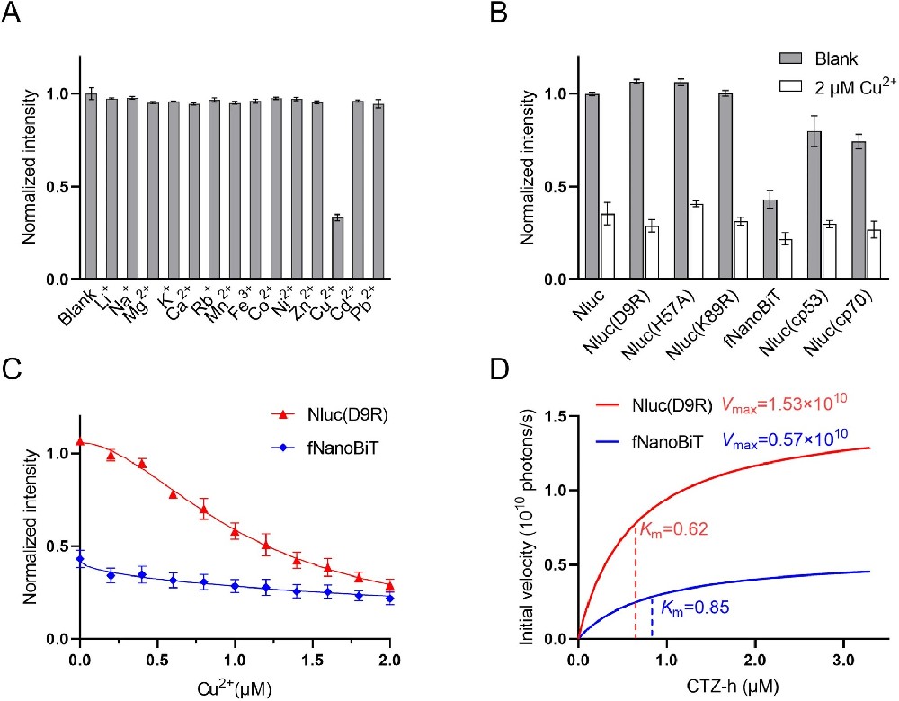 图1：Nluc 及其变体的 Cu²⁺抑制特性与酶促动力学分析