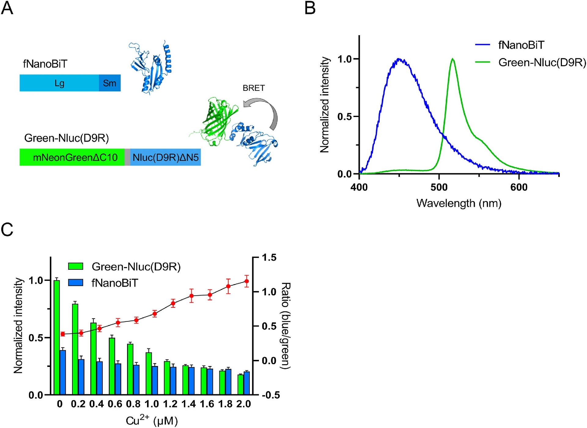 图2：两种不同颜色及 Cu²⁺响应特性的生物发光蛋白构建