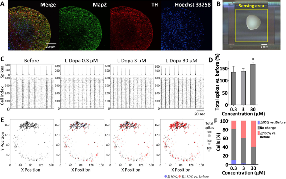 图 1:中脑类器官的单细胞 spike 分析