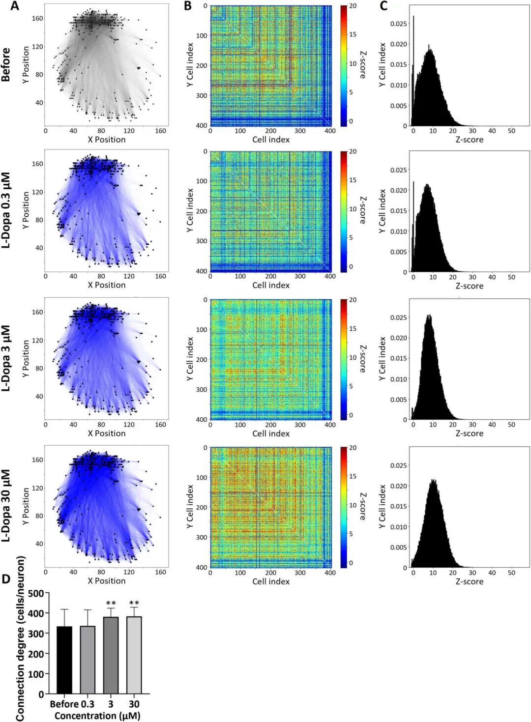 图 2:中脑类器官的网络连接分析