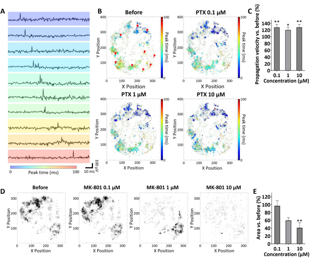 图 3:皮质类器官的传播动力学分析
