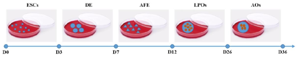 图 1:肺类器官培养流程