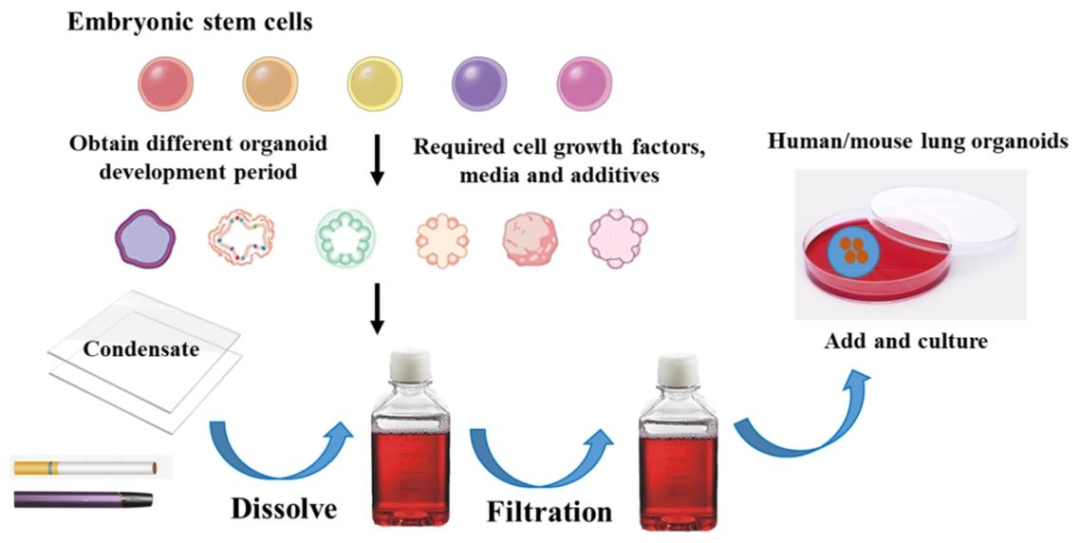 图 2:烟草烟雾处理类器官的流程