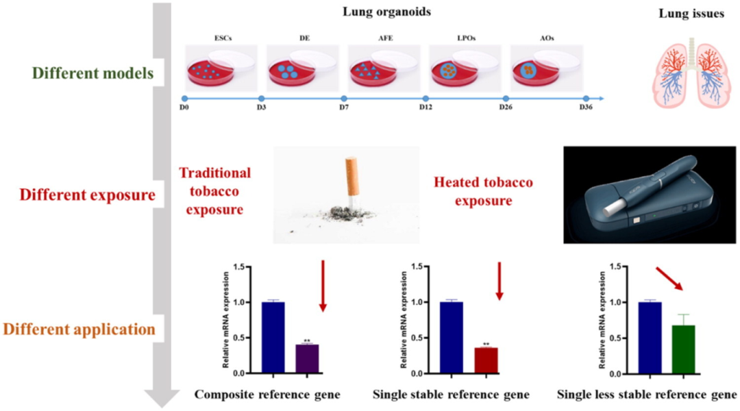 图 7:管家基因筛选总结