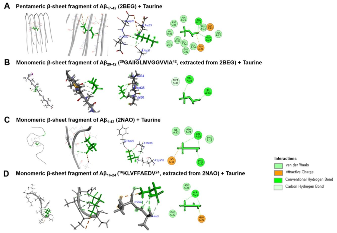 图 3：牛磺酸与 Aβ 片段的分子对接模式