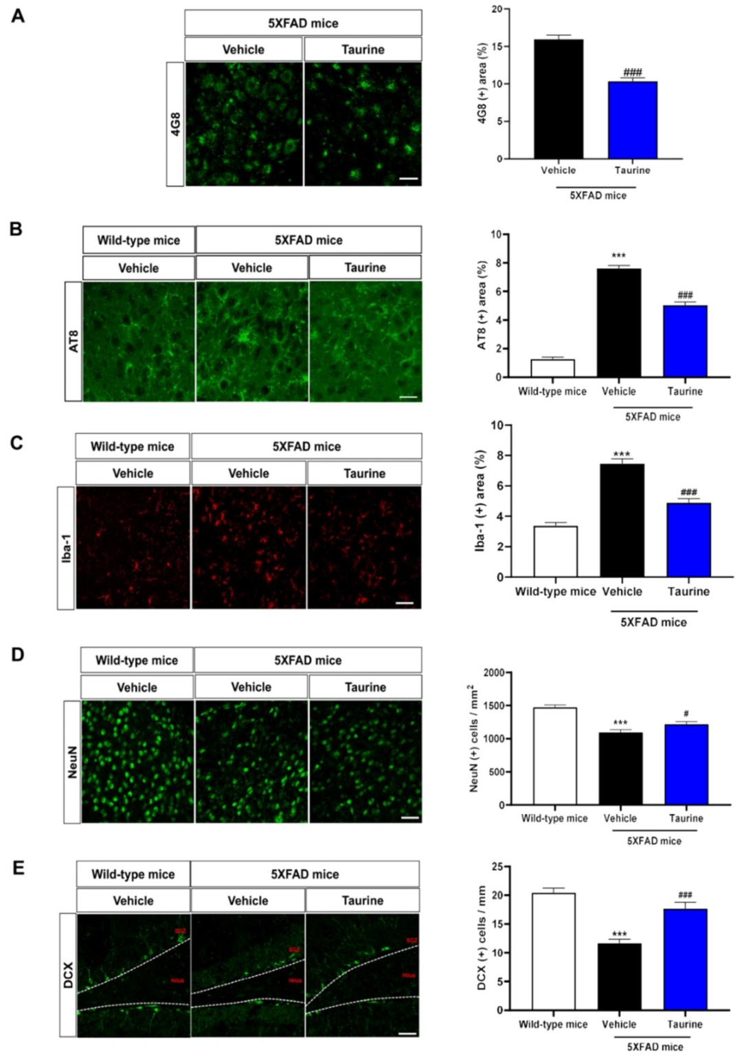 图 6：牛磺酸改善 5XFAD 小鼠脑内 AD 病理
