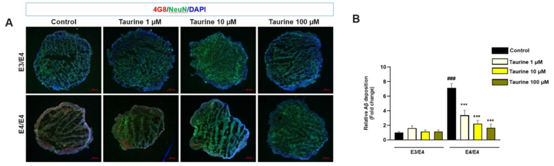 图 8-9：牛磺酸减轻 APOE ε4/ε4 类器官的 Aβ 与 tau 病理