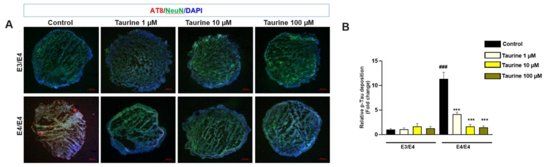 图 8-9：牛磺酸减轻 APOE ε4/ε4 类器官的 Aβ 与 tau 病理