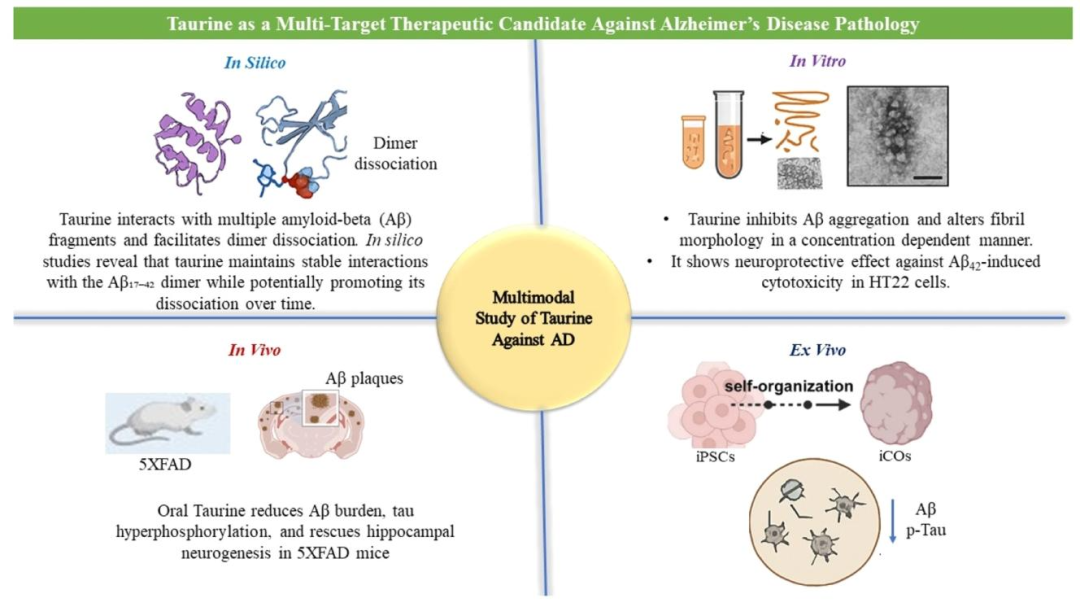 图 10：牛磺酸作用机制总结图