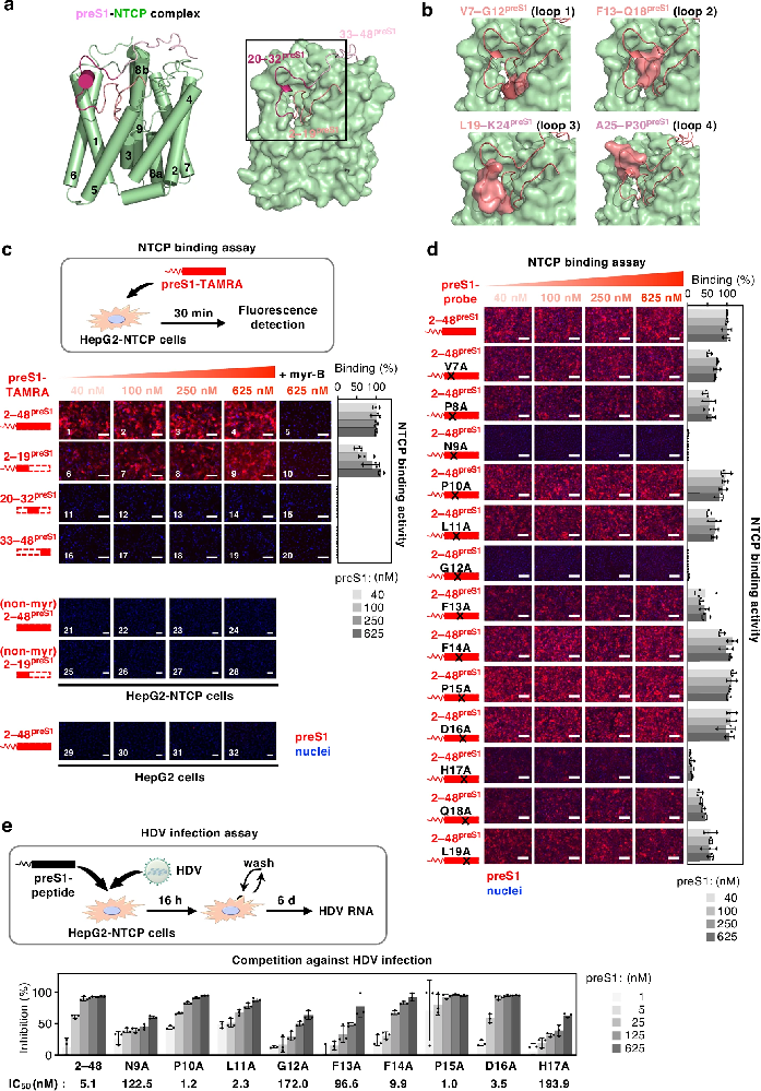 图1：preS1 的豆蔻酰化 2-19 位氨基酸区域是与 NTCP 初始结合的关键