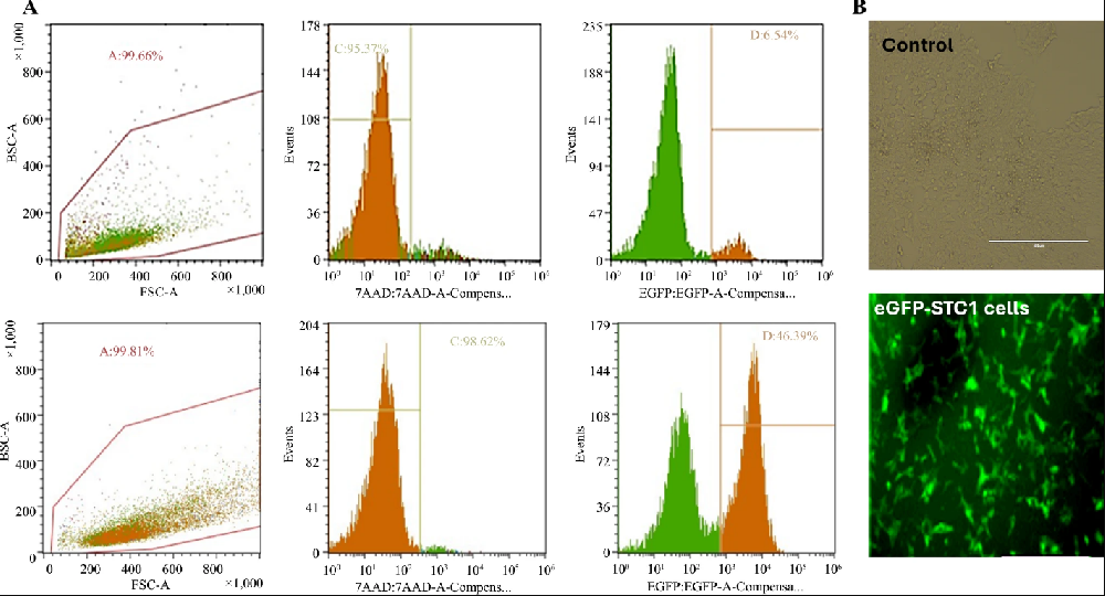 图1:增强型绿色荧光蛋白(EGFP)转导效率及体内肿瘤成像表征