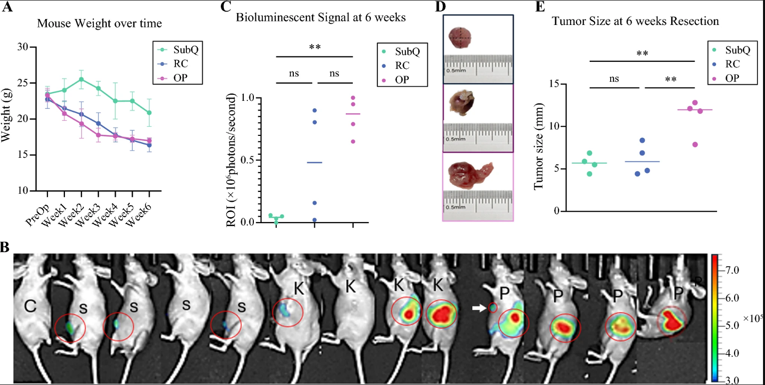 图2:皮下 - 肾 - 胰腺模型的肿瘤生长及小鼠体重动态变化