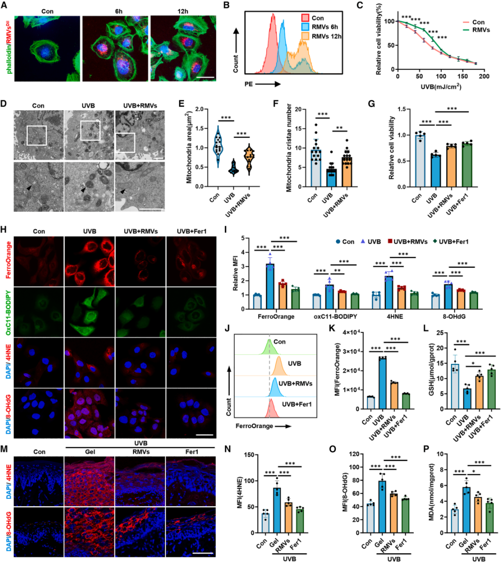 图3 | RMVs保护角质形成细胞免受UVB诱导的铁死亡