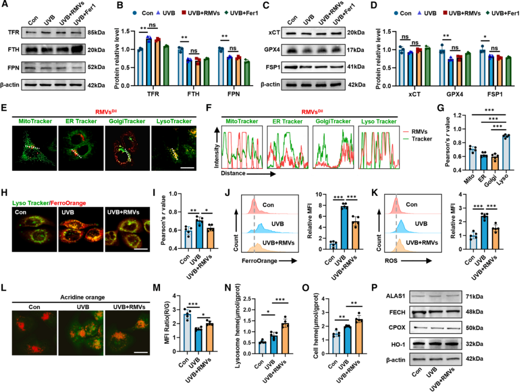 图4 | RMVs减少UVB诱导的溶酶体不稳定铁积累并提高HaCaT细胞的血红素水平