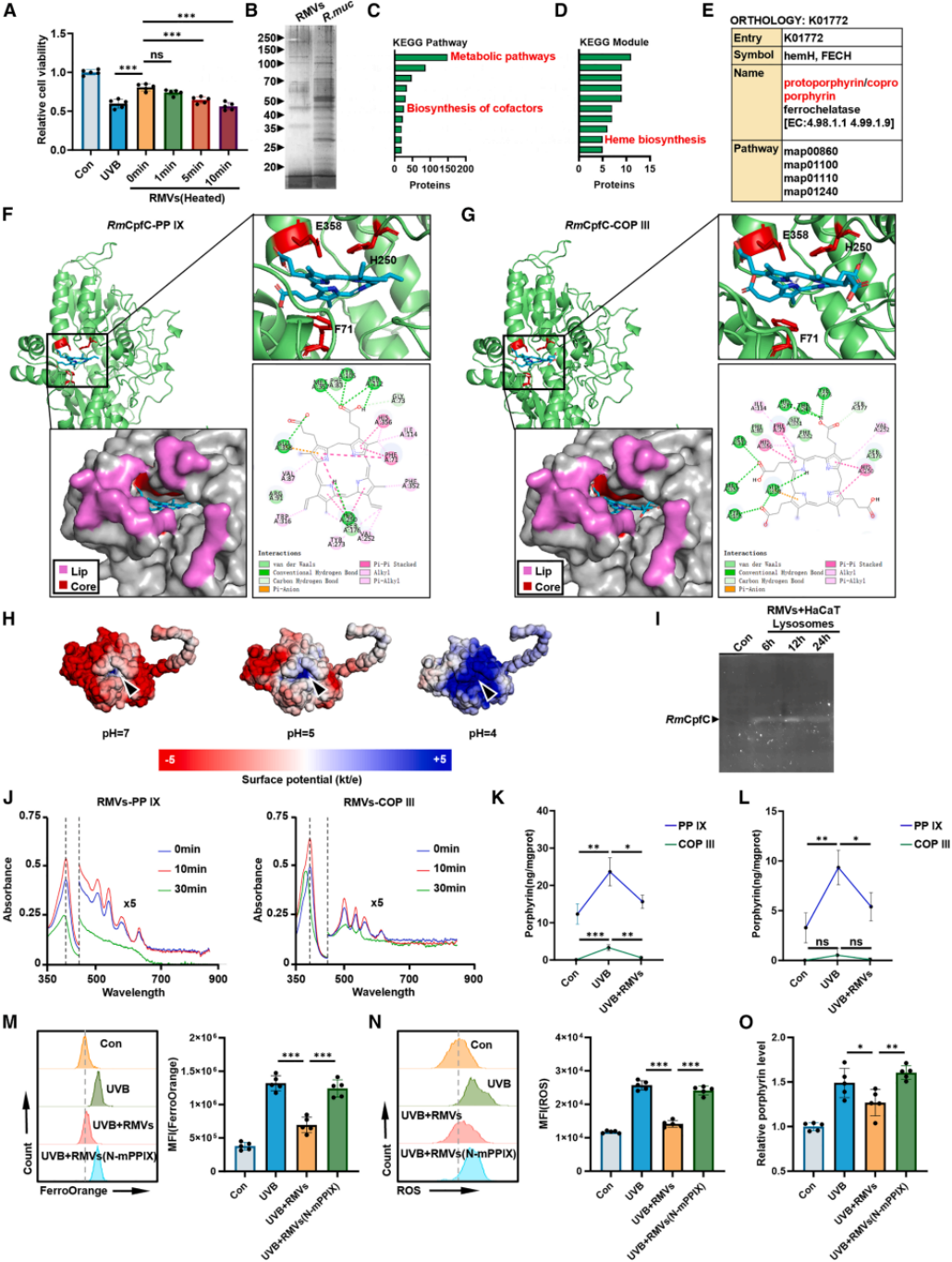 图5 | RMVs携带的RmCpfC具有血红素合成酶活性