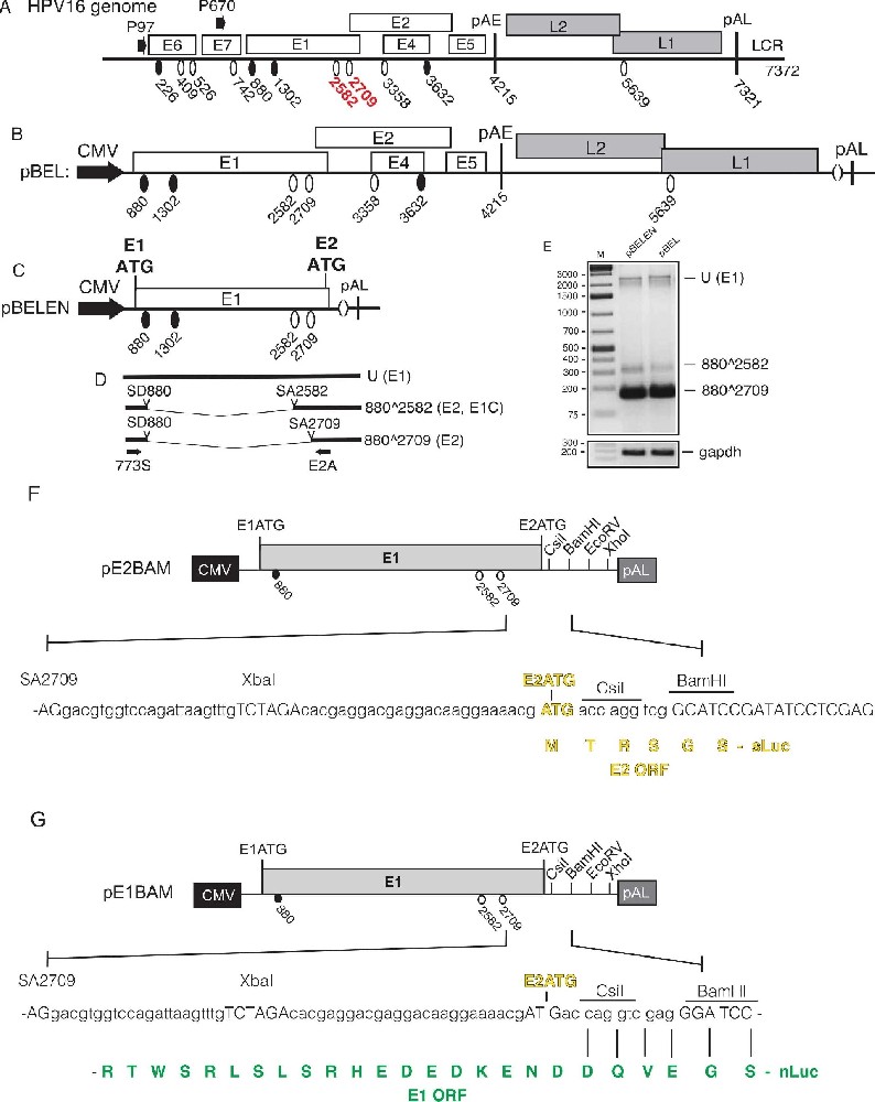 图1：HPV16 基因组及报告质粒构建基础载体示意图