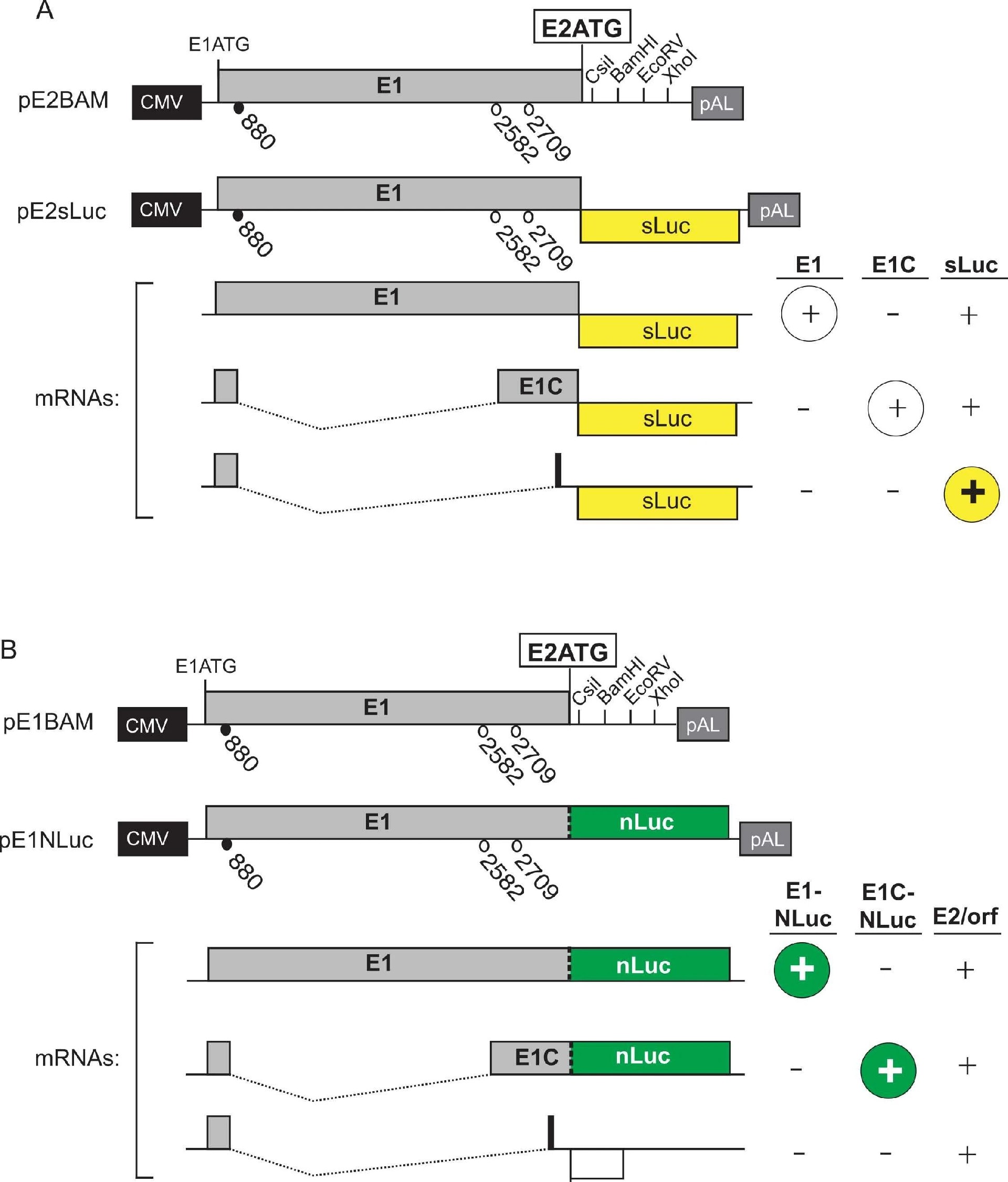 图2：pE2sLuc 和 pE1nLuc 报告质粒结构及 mRNA 表达产物示意图