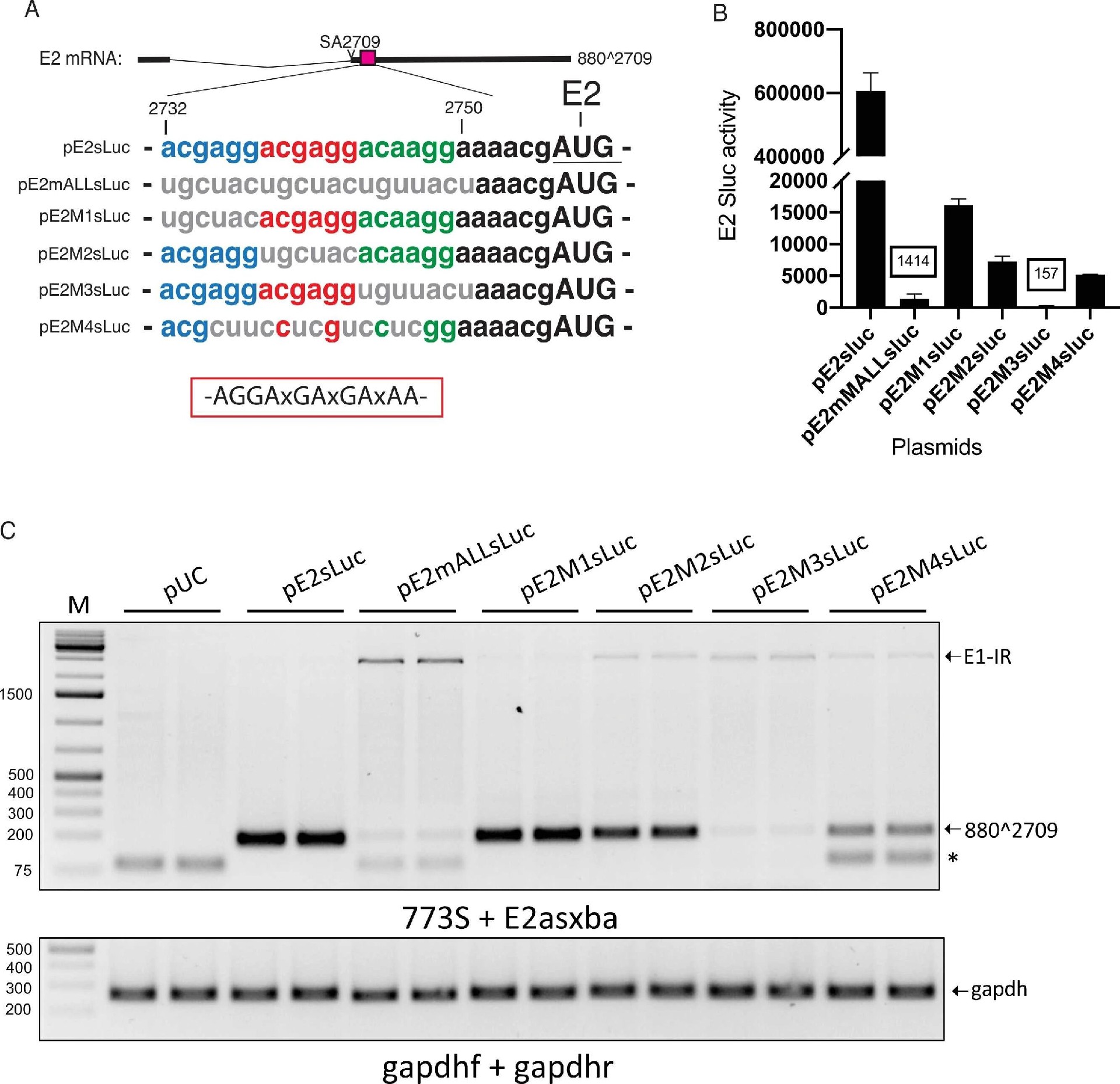 图4：剪接增强子的不同突变体对 pE2sLuc 报告活性的影响