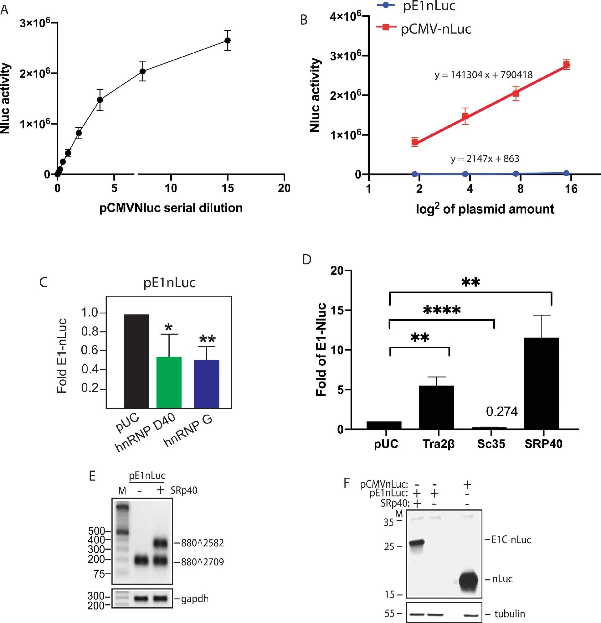 图6：pE1nLuc 报告质粒的 nLuc 活性反映 SA2582 剪接效率