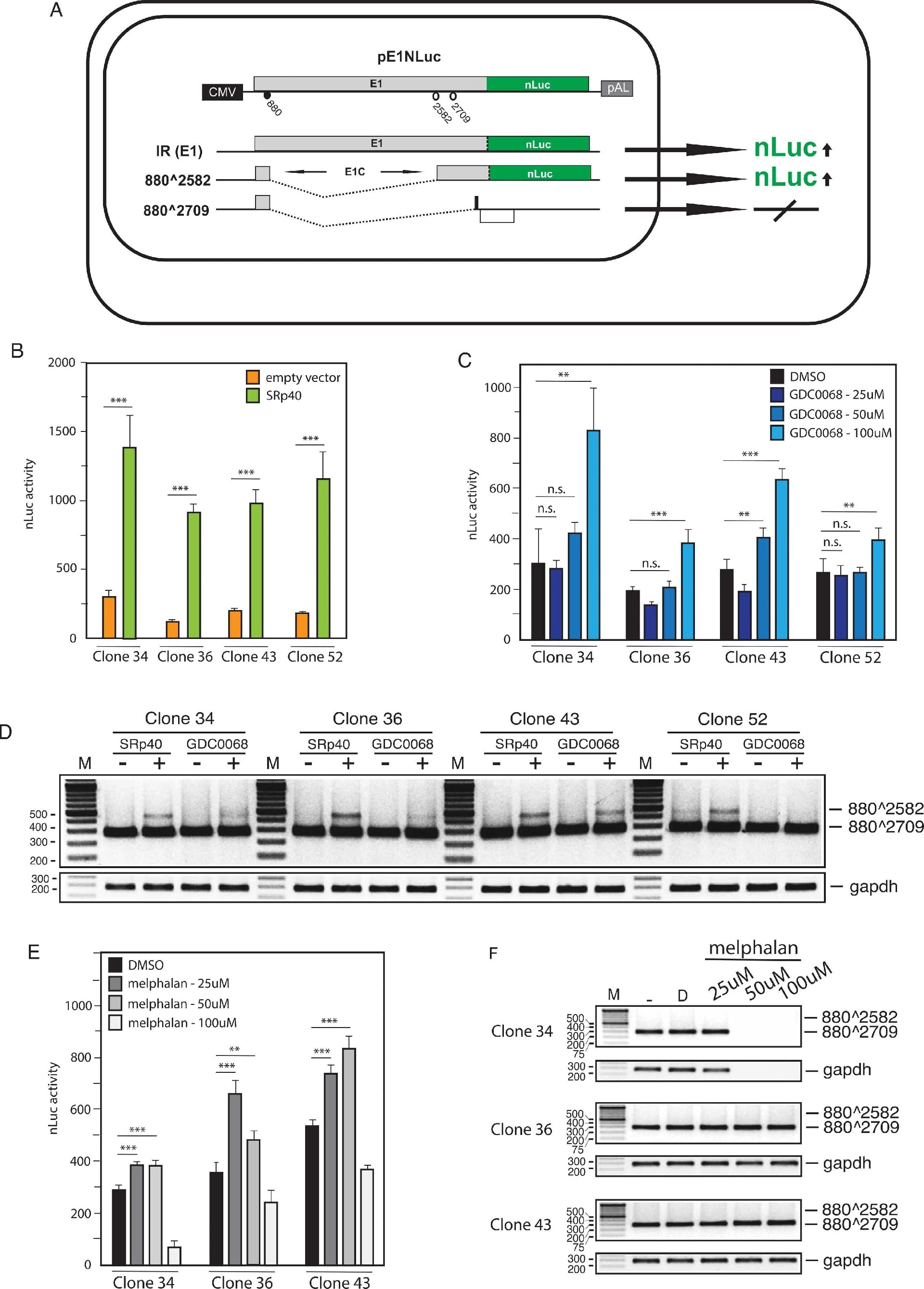 图7：稳定表达 pE1nLuc 的 C33A 细胞系用于剪接调控研究