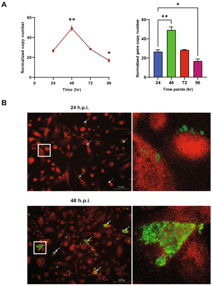 图1:衣原体感染动力学与形态