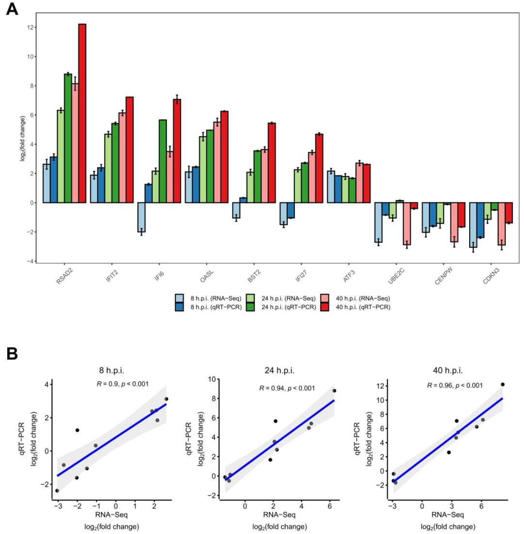 图2:RNA-seq 验证