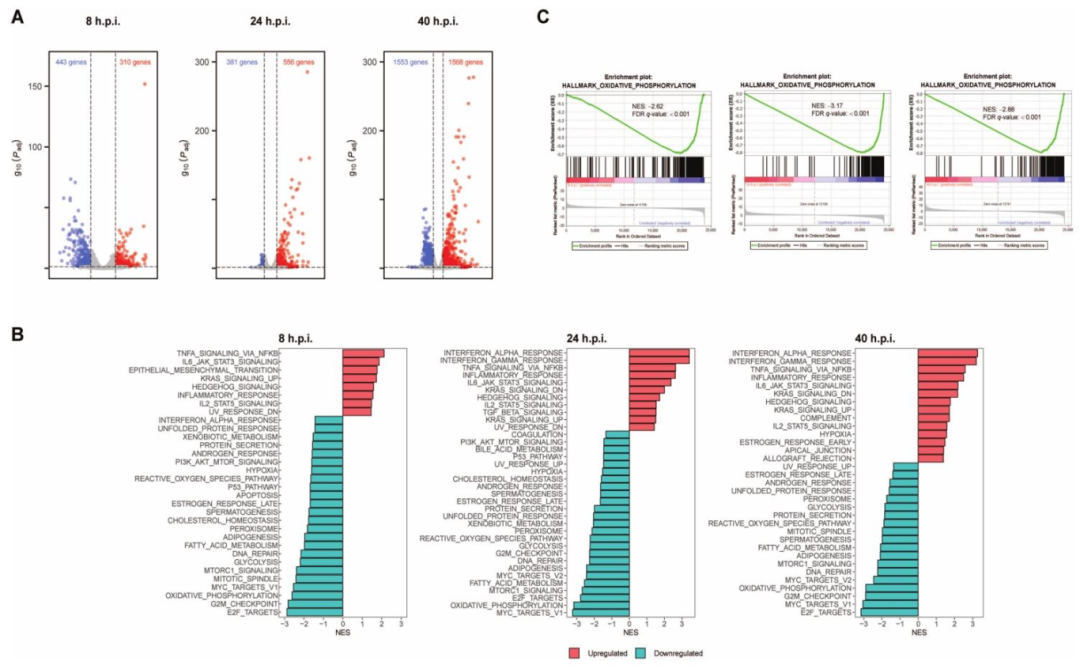 图3:全局通路分析