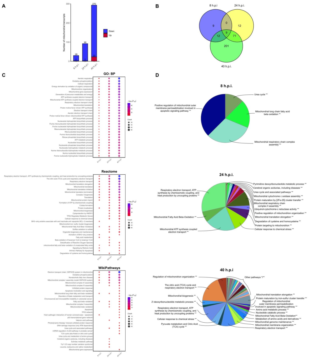 图4:线粒体 DEG 富集