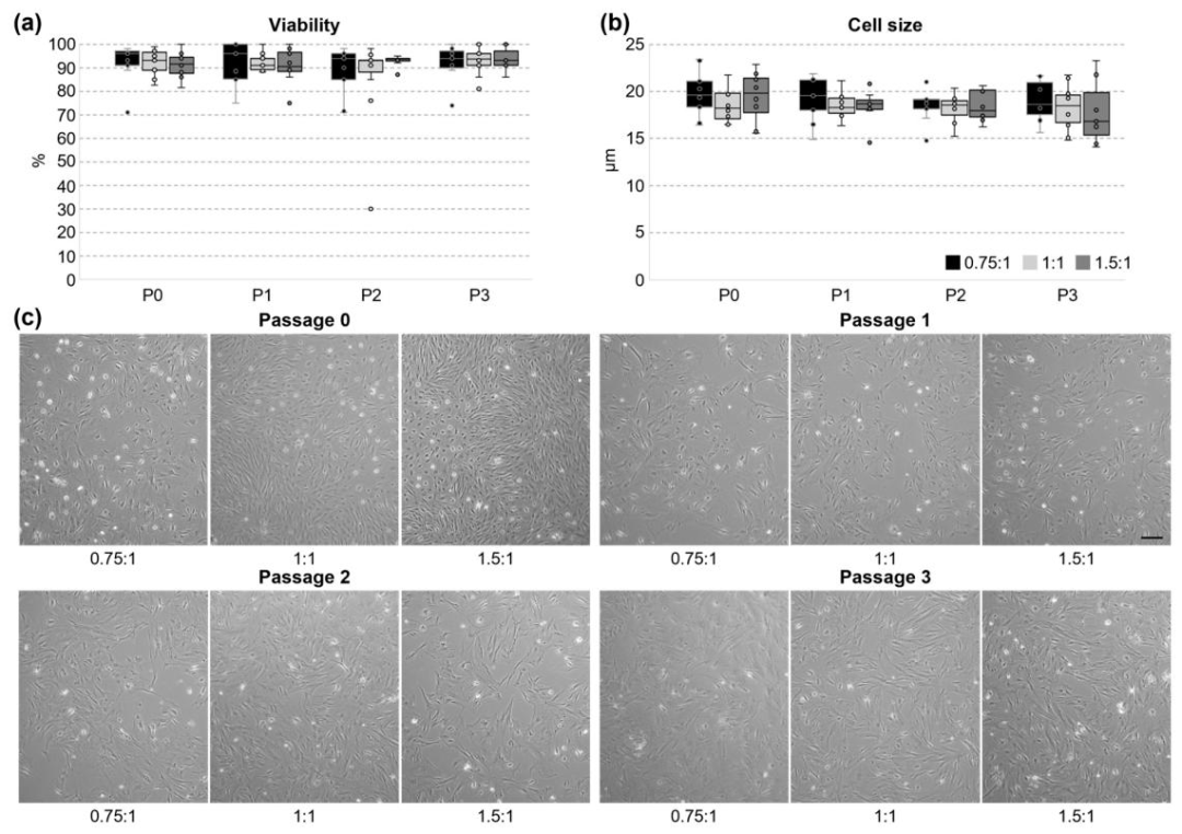 图2：UCCs 培养过程中的活力、大小与形态