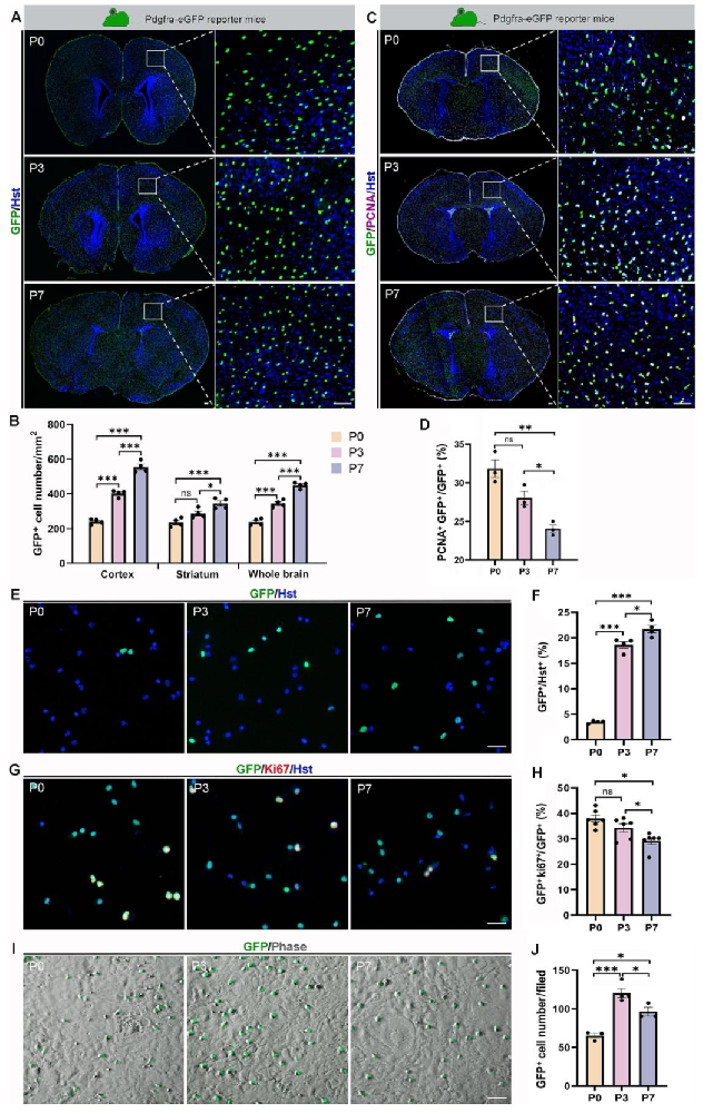 图1:确定小鼠 OPCs 培养的最佳年龄