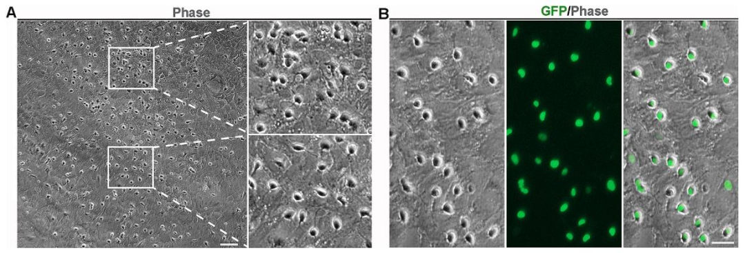 图2:混合胶质细胞培养 10 天的形态特征