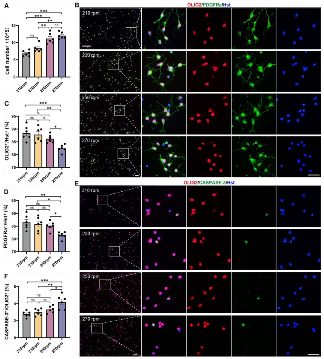 图4:震荡速度对 OPCs 纯度与活力的影响