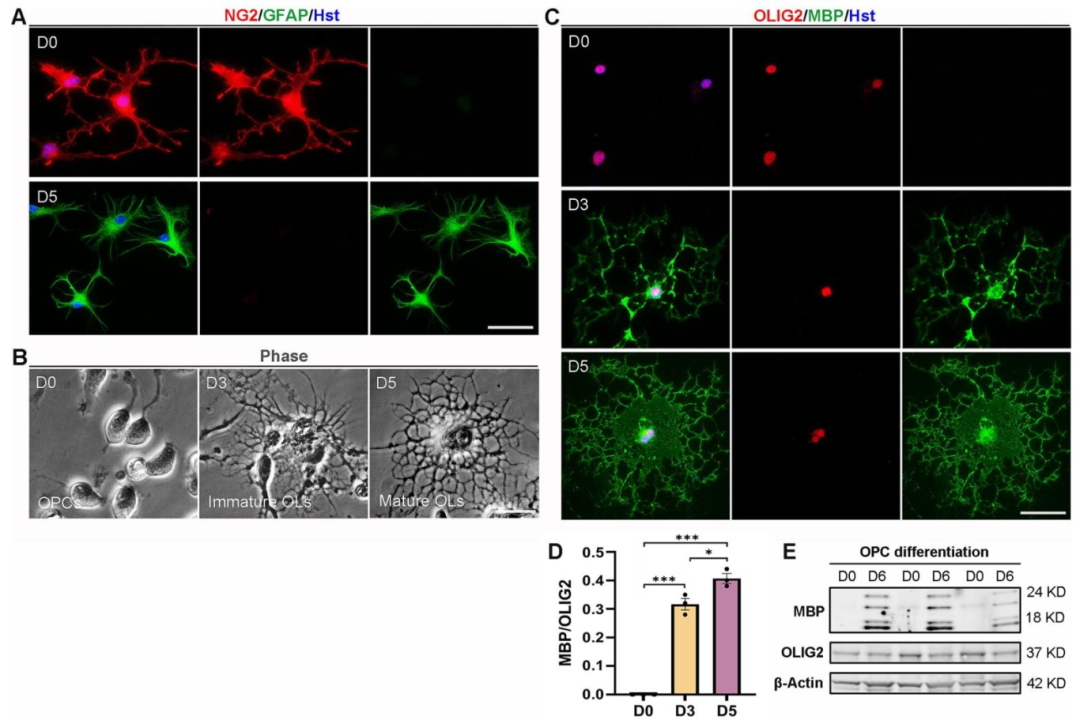 图7:OPCs 的分化能力验证