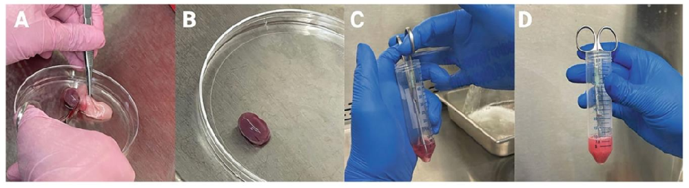 图1：新生猪睾丸处理与切碎